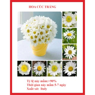 Hạt giống hoa cúc hoạ my gói 200 hạt