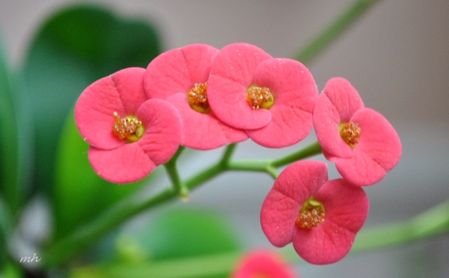 Cây xương rồng bát tiên  siêu hoa