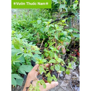 Chậu rau giống bầu rau húng lủi làm giống