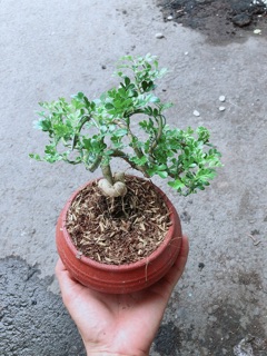 Cây Cần Thăng Kèm Chậu Sứ Trắng