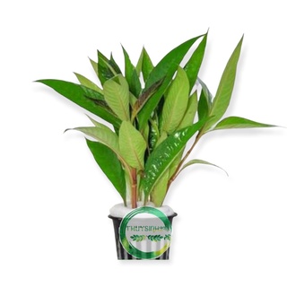 Cây Đại Liễu - chậu cây thủy sinh dễ trồng không cần co2  trang trí bể cá