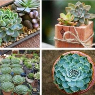 Hạt giống sen đá mix màu