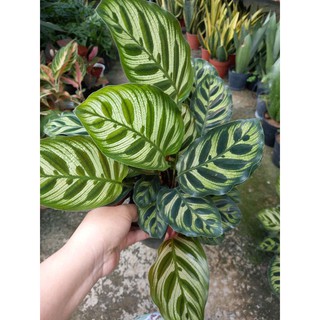 Cây Đuôi Công Phụng Hoàng