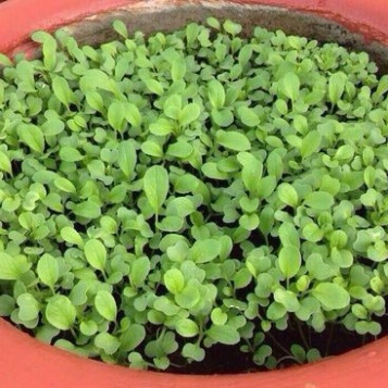 (GÍA SỈ) [Gói 20g] Hạt giống cải xanh ăn non