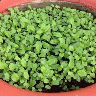 Hạt giống cải xanh ăn non