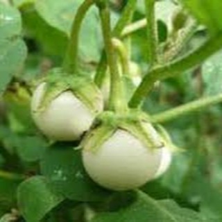 20 HẠT GIỐNG CÀ PHÁO TRẮNG