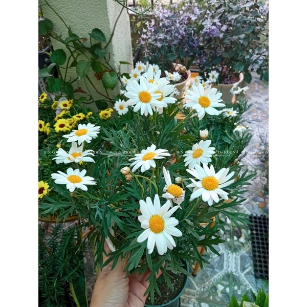 Cây Hoa Cúc Hoạ Mi Thân Gỗ, Cúc Trường Thọ, Cúc Vạn Niên Kèm Hướng Dẫn Cách Chăm Sóc - Jun Garden