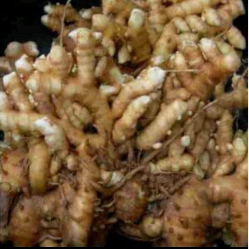 500g Gừng Gió thái lát sấy khô