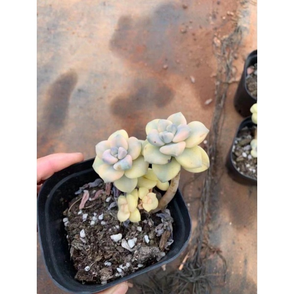 Sen Đá Sỏi Kim Tuyến Var 🌵 HOT SALE🌵 Sen Đá Dáng Thụ Đẹp, Màu Sắc Lạ, Size 15-18 cm, Giá Rẻ.