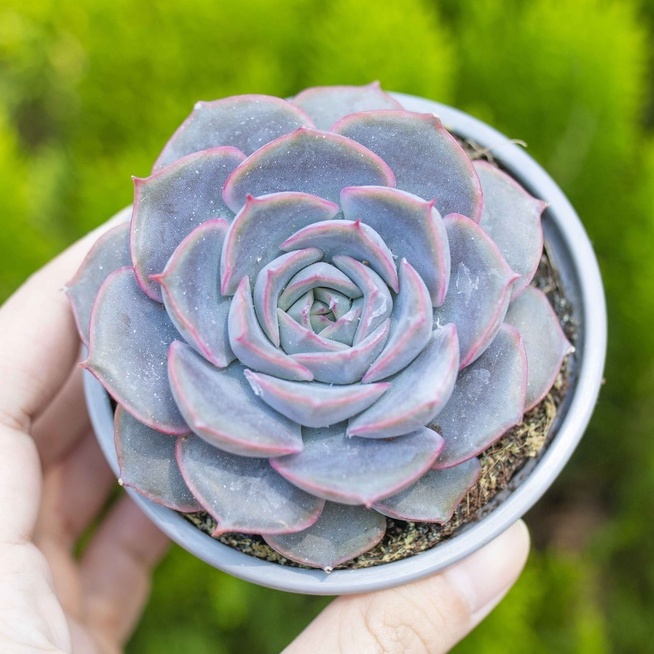 Sen đá viền tím 9-11cm - Vườn sen đá