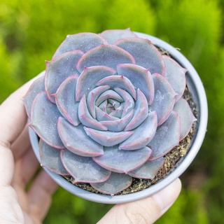 Sen đá viền tím 9-11cm - Vườn sen đá