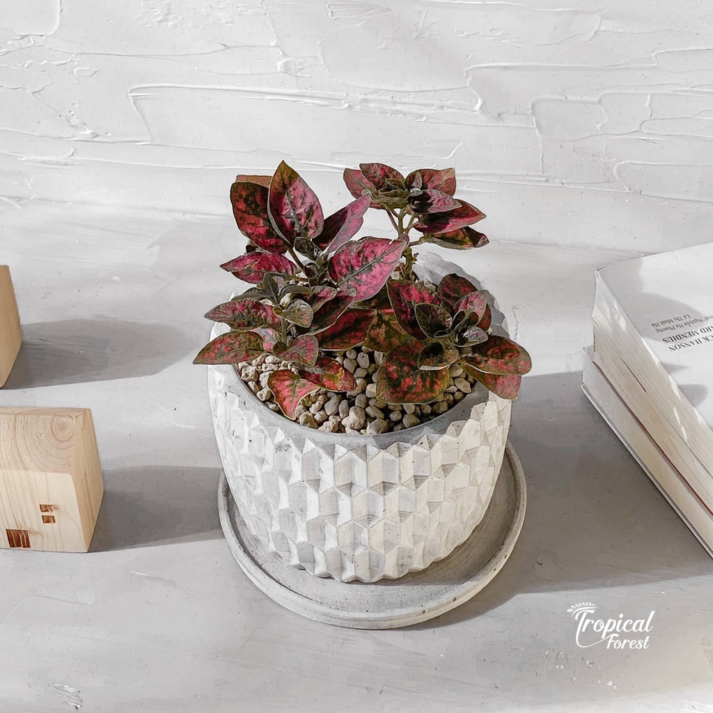 Cây cẩm nhung lá màu TROPICAL FOREST