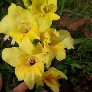 Hoa lay ơn  , hoa dơn