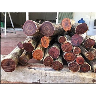 🌲🌲sưa gỗ đỏ, chuẩn f1, 10 cây tặng 1