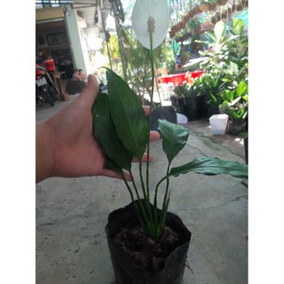 cây lan ý  đang hoa (bạch môn)