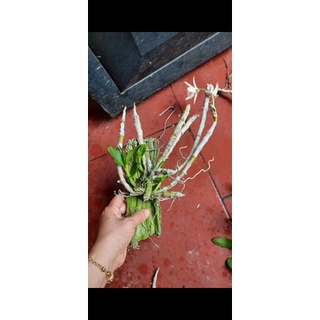 Trầm trắng bảng