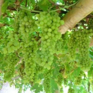 Cây nho ta giống ( giống nho leo dàn cực sai quả)