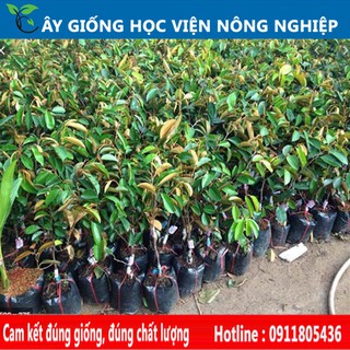 cây vú sữa lò rèn -cây ăn quả ,cây bóng mát