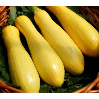 2gr hạt 2gr hạt giống bí ngòi vàng siêu nhanh cao sản