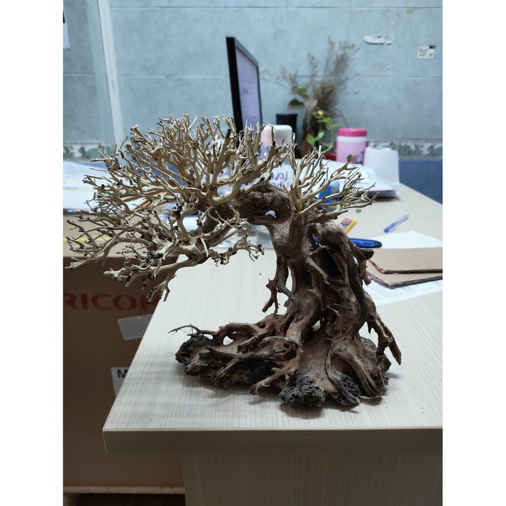 Lũa bonsai dành cho hồ cá cảnh, hồ thủy sinh, văn phòng làm việc