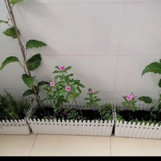 Combo 7 chậu nhựa hàng rào trồng hoa, trồng rau size lớn
