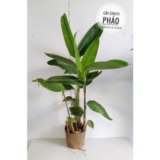 Cây chuối pháo, chuối tràng pháo trồng sân vườn