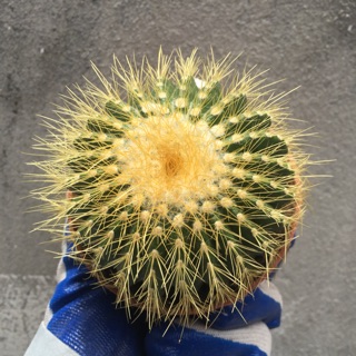 Xương rồng bóng vàng