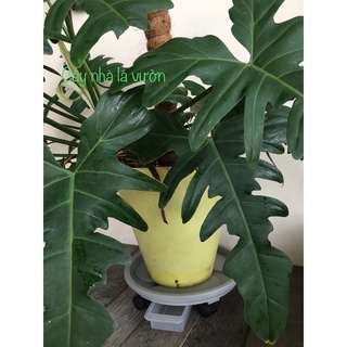 Đế lót chậu có khay hứng nước.