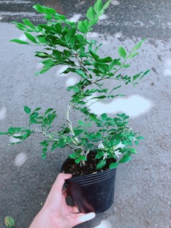 Cây Nguyệt Quế Bonsai