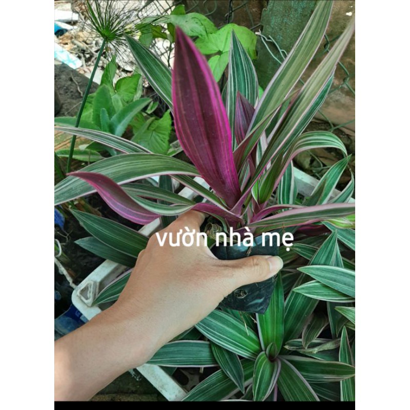 Cây lẻ bạn sọc trắng, thài lài, bảy sắc cầu vòng