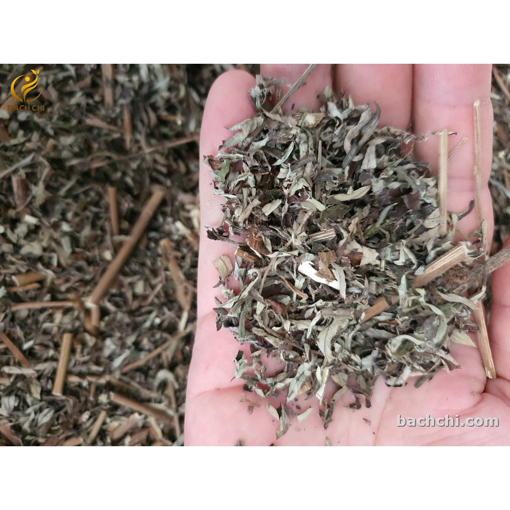 Điếu ngải cứu tự nhiên Bách Chi