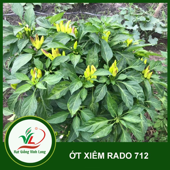 Hạt giống ớt xiêm RD 712 - 0,1g