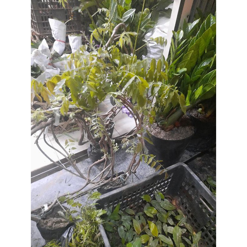 1 cuộn hoa tử đằng