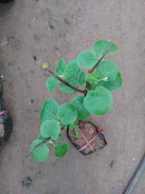 Giống Cây Kiwi