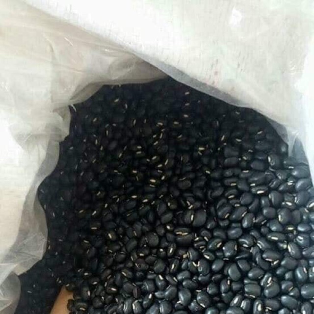 Đậu đen xanh lòng nhà trồng