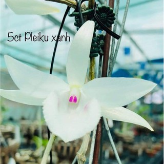 Cốc phi điệp 5 cánh trắng PLEIKU XANH (5ct)