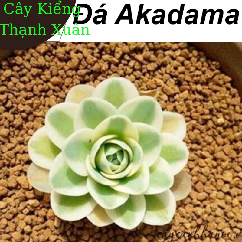 Đá Akadama (1/2 KG đá size 1-5 mm) làm giá thể sen đá, xương rồng, cây cảnh bonsai, lọc thủy sinh bể cá
