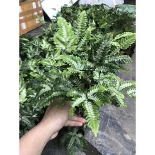 Dương xỉ bạch dươg 15k/chậu