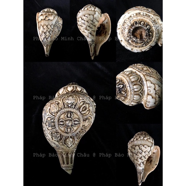 [PBMC] Ốc pháp loa trắng chạm nổi