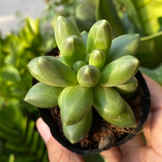 SEN ĐÁ KIM CƯƠNG XANH 4-6cm