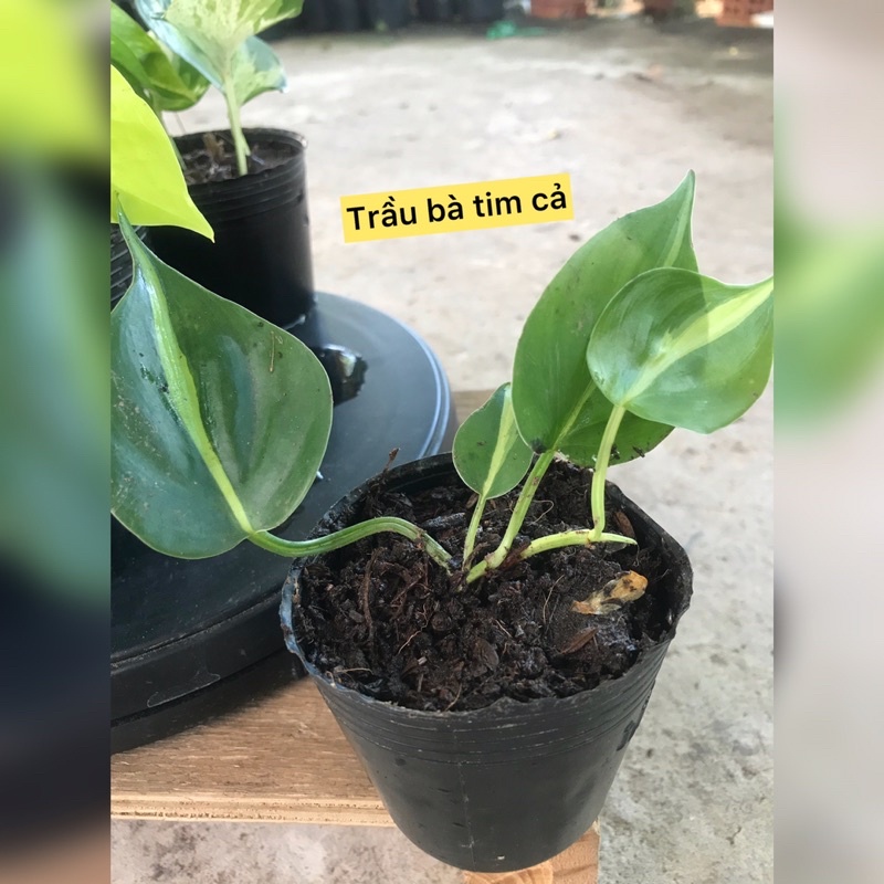 caykiengsadec - combo 8 loại trầu bà - hoa kiểng lá trang trí nội thất cảnh quan sân vườn ngoài trời