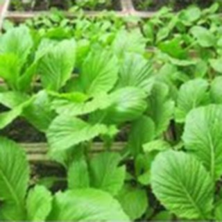 20gram HẠT GIỐNG CẢI XANH ĂN NON