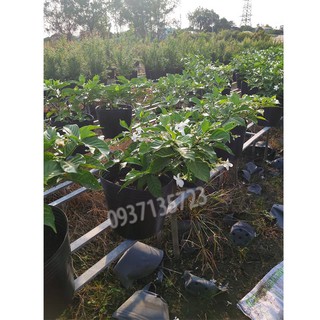 CÂY HOA LÀI CAO TỪ 20-40 CM