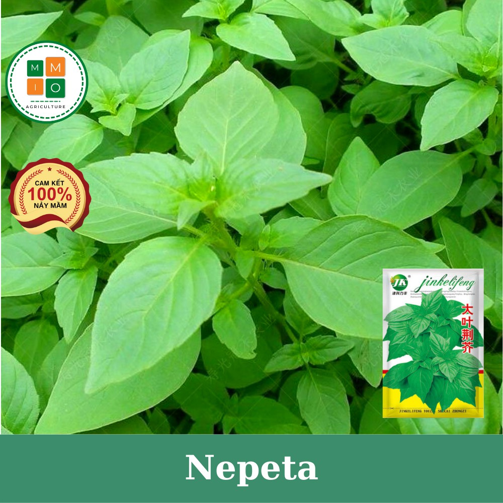 Hạt giống rau thơm Nepeta