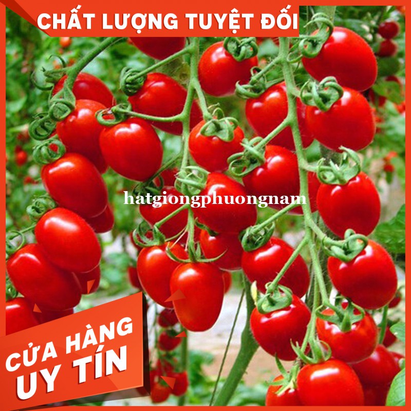 HẠT GIỐNG CÀ CHUA CHERRY ĐỎ Còn hàng