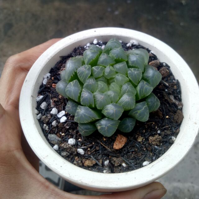 Haworthia coopperi