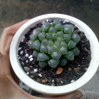 Haworthia coopperi