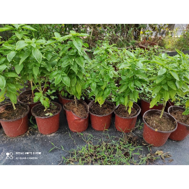 Cây basil - húng tây