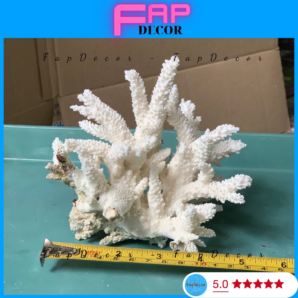 SAN HÔ BÔNG RẠN ĐŨA DẠNG CÂY CAO CẤP ĐẸP TRANG TRÍ THỦY SINH DECOR NHÀ CỬA