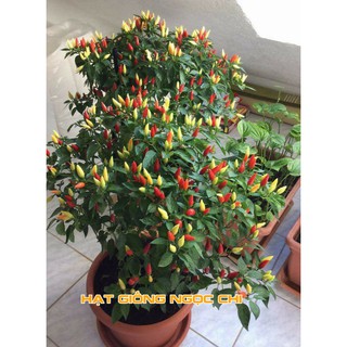 Hạt Giống Ớt Ngũ Sắc (Cây Ớt Cảnh Ăn Được) - 30 Hạt